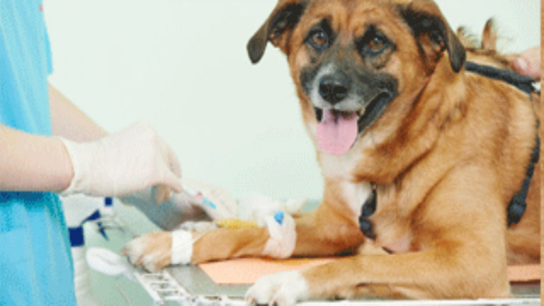 Being Able to Rely on the Right Animal Clinic in Richmond, TX Is Truly Priceless | thegreatweb