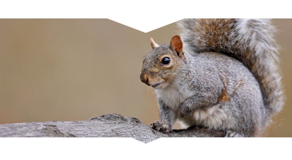 Why It Pays to Call for Professional Squirrel Removal in Columbus OH