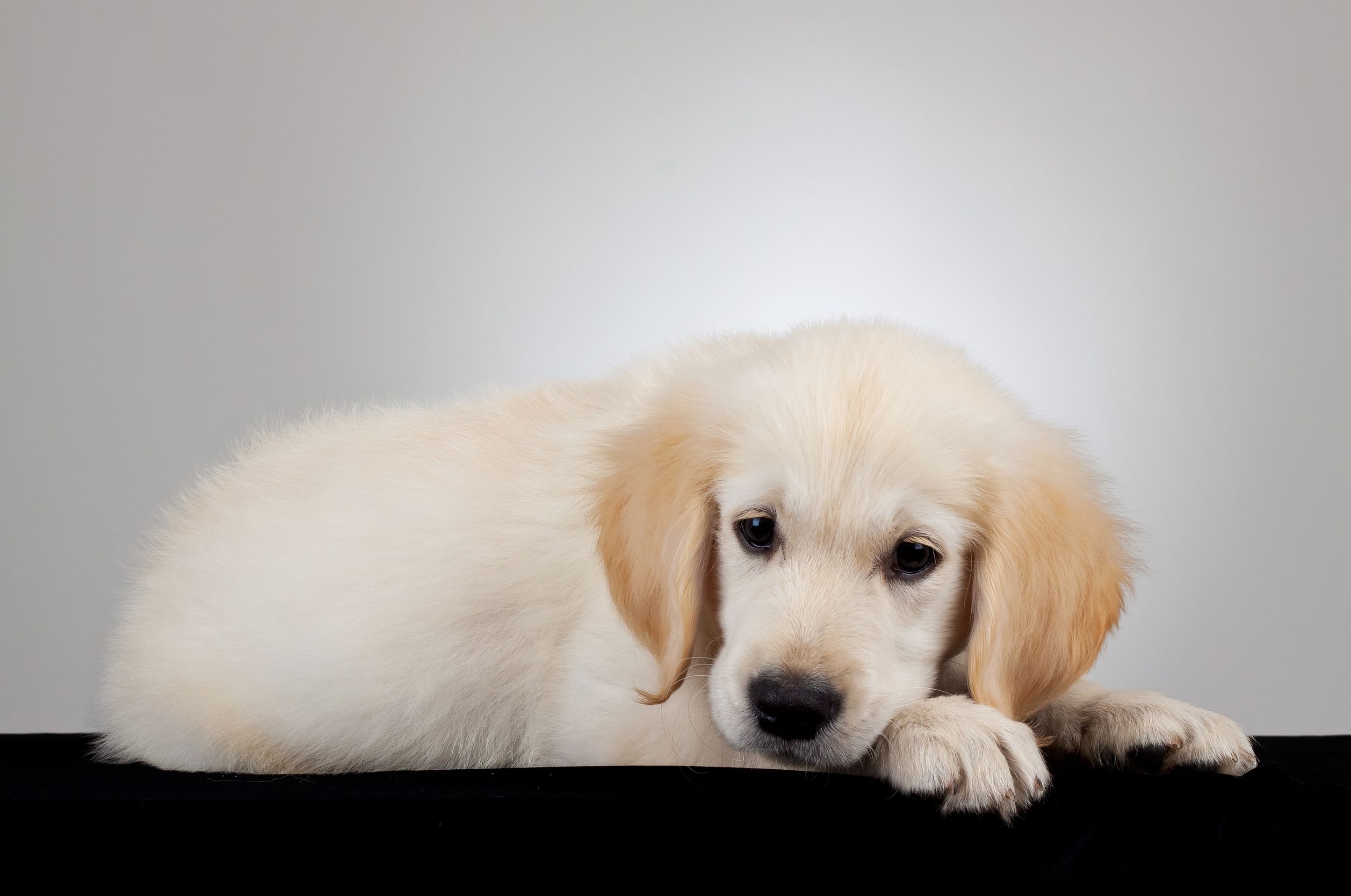 Signs of the Best Local Dog Groomer in Loveland