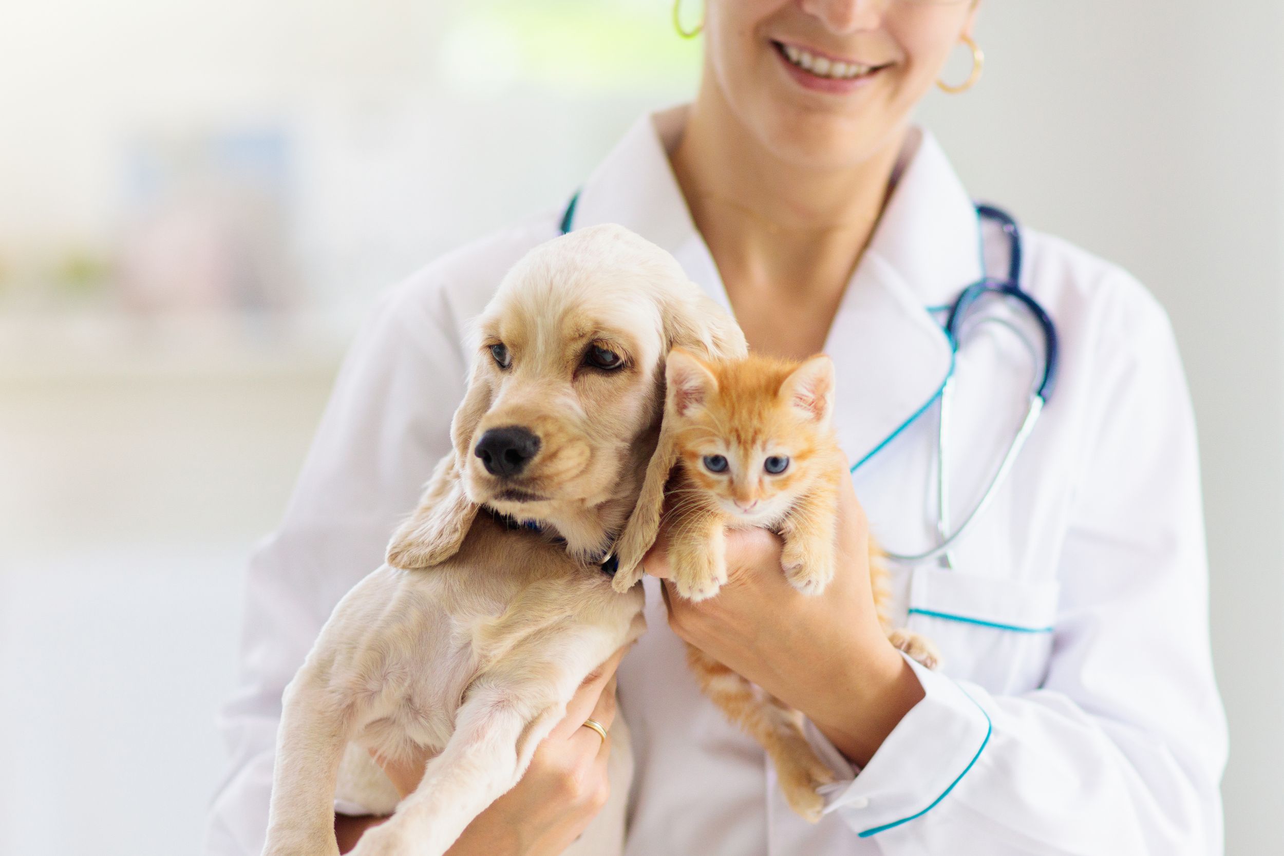 Your Pets Are A Large Part Of Your Family And Will Get The Best Care At A Pet Hospital In Riverside CA