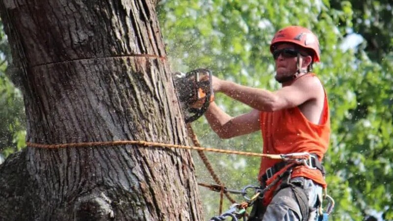 Getting Tree Removal in Marietta, GA