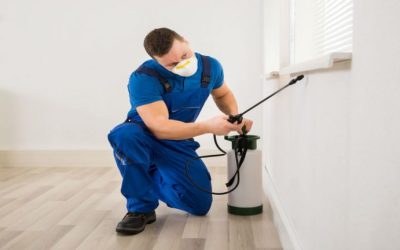 Finding the Best Pest Control in Perth