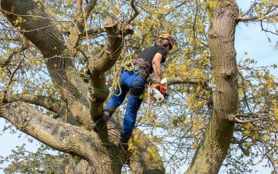 You Need a Commercial Tree Service in Atlanta, GA, That Has Ample Experience