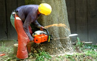 Contact a Tree Removal Service in Passaic County, NJ, to Protect Your House