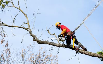 Understanding the Importance of Tree Removal Service in Atlanta, GA