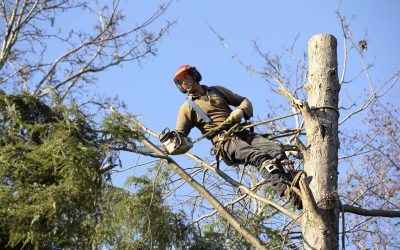 Expert Tree Cutting in Douglas County, CO: Safeguard Your Property And Promote Healthy Growth