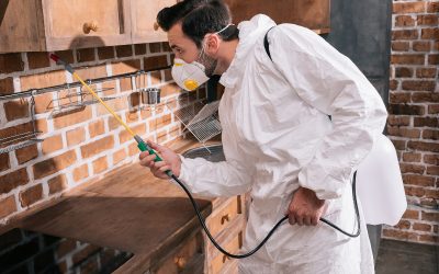 From Termites to Rodents: Exterminator in NJ, Offer Specialized Solutions for Every Pest Problem