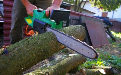 Increasing Property Value and Safety with Professional Tree Trimming in Memphis, TN