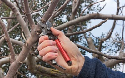 Professional Arborists Offering Unmatched Tree Service in Mandarin, FL for Optimal Landscape Health