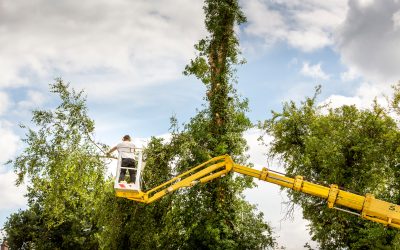 Tree Removal in Tallahassee, FL: Enhancing Properties And Peace Of Mind