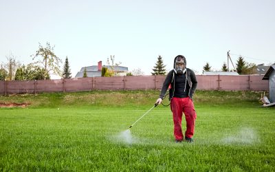 Achieve a Lush Lawn with Yukon Bermuda Seed for Lasting Beauty in American Backyards