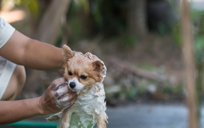 The hidden benefits your furry friend gains from pet grooming Coral Springs experts