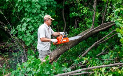 How Safe and Efficient Tree Removal Buford Services Protect Local Properties