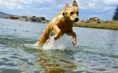 What Every Dog Owner Should Know About Canine Hip Replacement Recovery at Home