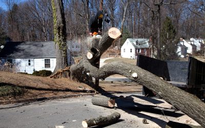 Protect Your Property Fast With Emergency Tree Service Fletcher, NC Solutions