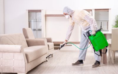 Ways a Pest Control Company Montclair NJ Handles Persistent Household Infestations Effectively