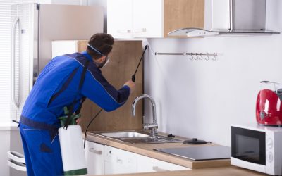 Signs You Need Immediate Termite Treatment Chicago IL Solutions for Lasting Results