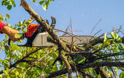 Common Mistakes Homeowners Make Without Quality Tree Care Snohomish WA Solutions