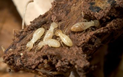 Early Warning Signs Addressed Through Expert Termite Inspection NJ Services